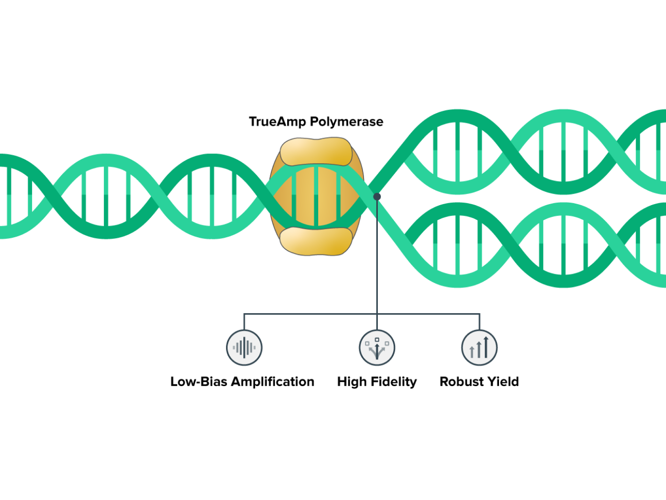 cfDNA Workflow Kit