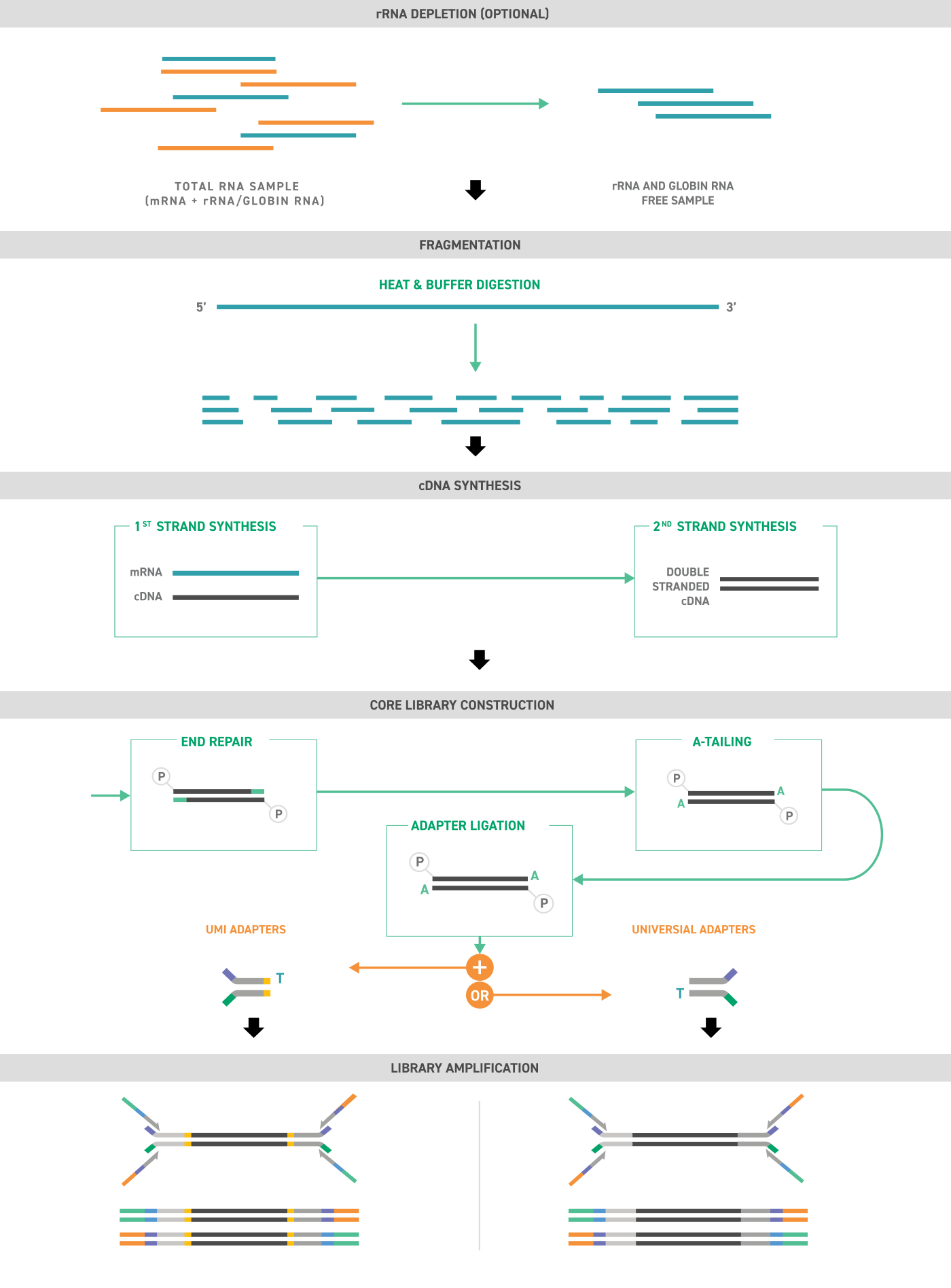 library preparation workflow