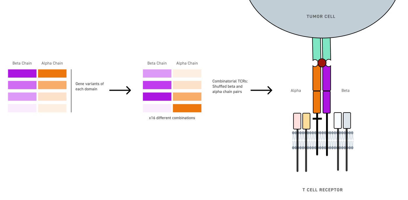 TCR figure