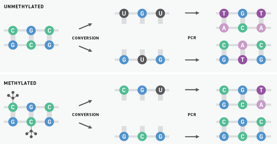 How methylation sequencing works Methyl-seq converts unmethylated cytosines to uracil and then thymine.