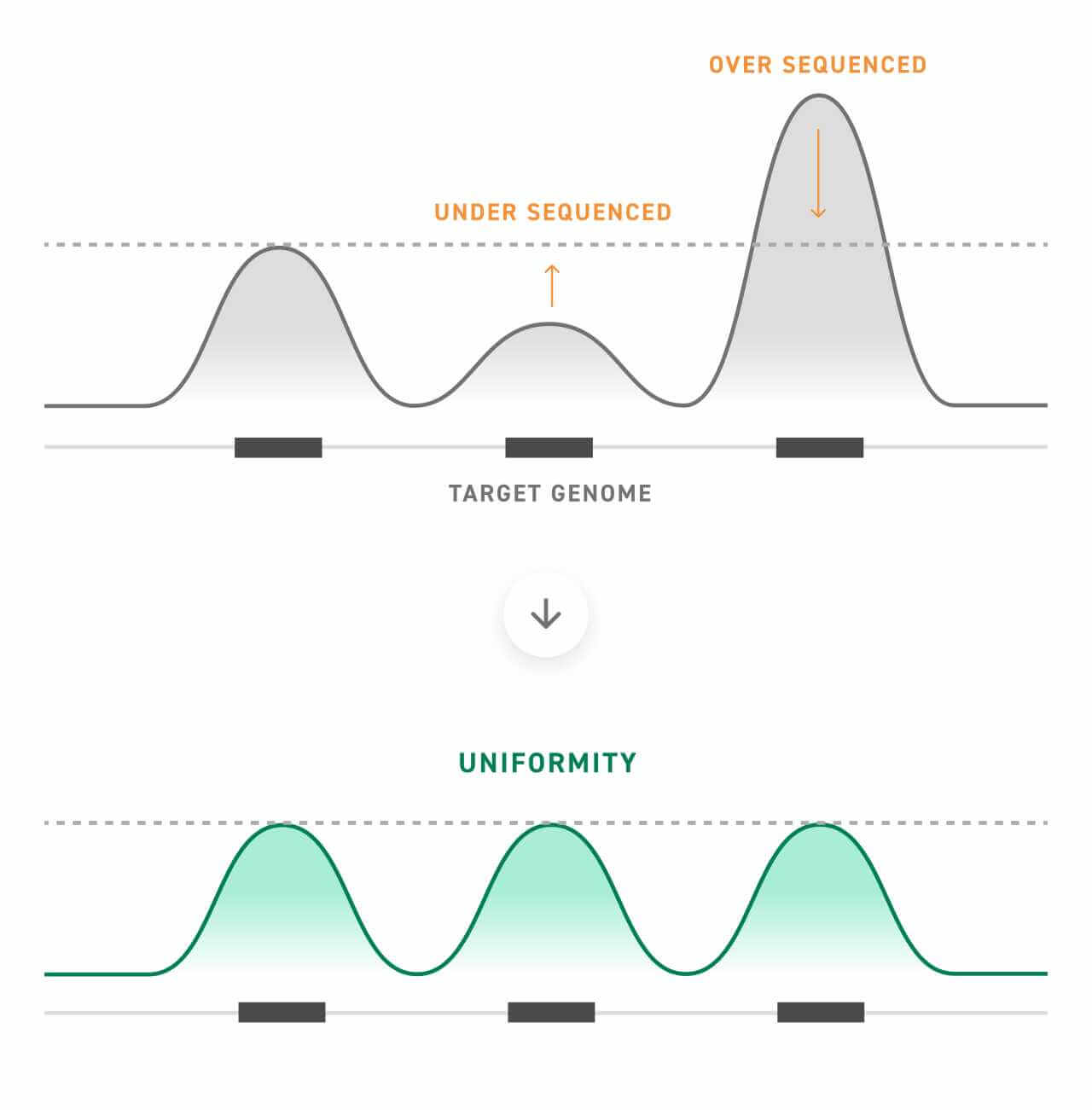 Custom RNA-Seq panels with uniform capture provide even and sensitive coverage of rare sample types Uniformity describes the read distribution along target regions of the genome. RNA target enrichment libraries that are not optimized for uniformity (shown in top panel) result in over sequencing of highly expressed targets and underrepresentation of low-expression targets. Designing for uniformity can provide more evenly distributed and sensitive coverage (shown in bottom panel).