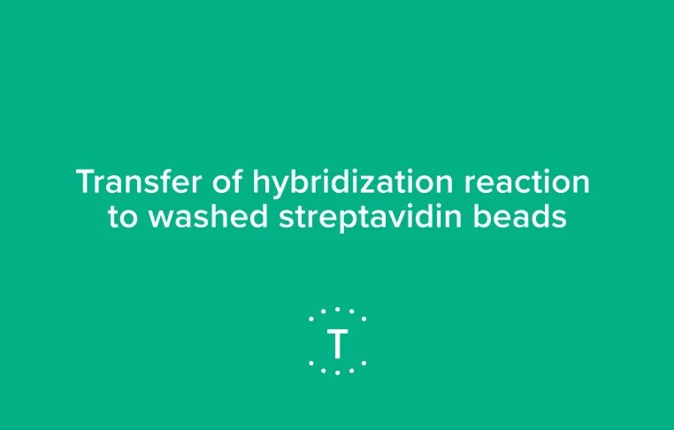 Troubleshooting with Twist: (StdHybv1) Transfer of the hybridization reaction to washed streptavidin beads
